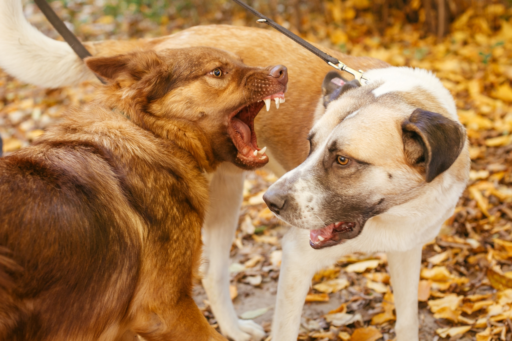 Guía Legal Después de un Accidente por Mordedura de Perro: ¿Por Qué Necesitas un Abogado de Lesiones Personales?